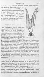 Scolopendre - Histoire naturelle des drogues simples, ou Cours d'histoire naturelle professé à l'Éco [...]