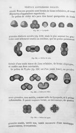 Lycopode / Pollen du pin / Pollen du cèdre / Pollen du typha - Histoire naturelle des drogues simple [...]