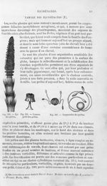 Epi des prêles / Ecusson pelté des prêles / Corpuscules des prêles - Histoire naturelle des drogues  [...]