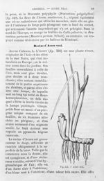 Acore vrai - Histoire naturelle des drogues simples, ou Cours d'histoire naturelle professé à l'Écol [...]