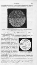 Mélange de farine de blé et de farine de maïs / Fécule de pomme de terre - Histoire naturelle des dr [...]