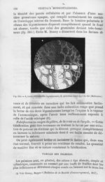 Tissus réticulés de légumineuses / Quatrième enveloppe du blé - Histoire naturelle des drogues simpl [...]