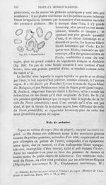 Sagou-tapioka - Histoire naturelle des drogues simples, ou Cours d'histoire naturelle professé à l'É [...]