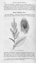 Ellébore blanc - Histoire naturelle des drogues simples, ou Cours d'histoire naturelle professé à l' [...]