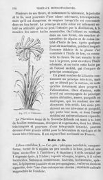 Tubéreuse - Histoire naturelle des drogues simples, ou Cours d'histoire naturelle professé à l'École [...]