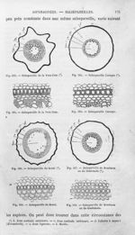 Salsepareille de la Vera-Cruz / Salsepareille Caraque / Salsepareille du Brésil / Salsepareille de H [...]