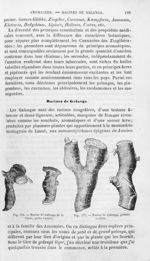 Racine de Galanga de la Chine, petite variété / Racine de Galanga, grande variété - Histoire naturel [...]