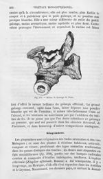 Racine de Galanga de l'Inde - Histoire naturelle des drogues simples, ou Cours d'histoire naturelle  [...]