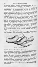 Gingembre blanc - Histoire naturelle des drogues simples, ou Cours d'histoire naturelle professé à l [...]