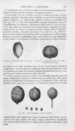 Cardamome rond de la Chine - Histoire naturelle des drogues simples, ou Cours d'histoire naturelle p [...]