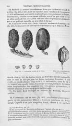 Cardamome de la Chine - Histoire naturelle des drogues simples, ou Cours d'histoire naturelle profes [...]