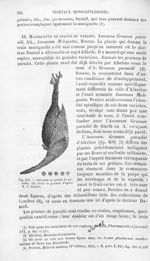 Amomum ou graine de paradis - Histoire naturelle des drogues simples, ou Cours d'histoire naturelle  [...]