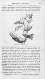 Maranta de l'Inde - Histoire naturelle des drogues simples, ou Cours d'histoire naturelle professé à [...]