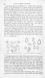 Arrow-root des Antilles / Arrow-root de Travancore - Histoire naturelle des drogues simples, ou Cour [...]
