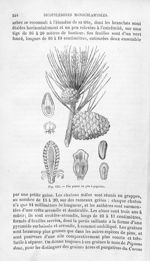 Pin pinier ou pin à pignons - Histoire naturelle des drogues simples, ou Cours d'histoire naturelle  [...]
