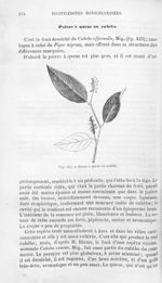 Poivre à queue ou cubèbe - Histoire naturelle des drogues simples, ou Cours d'histoire naturelle pro [...]