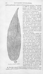 Artante elongata - Histoire naturelle des drogues simples, ou Cours d'histoire naturelle professé à  [...]