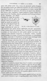 Galle d'Alep avec le cynips - Histoire naturelle des drogues simples, ou Cours d'histoire naturelle  [...]