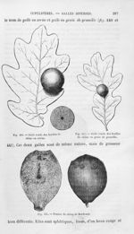 Galle ronde des feuilles de chêne en cerise / Galle ronde des feuilles du chêne en grain de groseill [...]