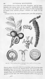 Noyer commun, rameau, chaton mâle, chaton femelle; section de l'ovaire et du fruit - Histoire nature [...]