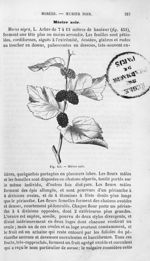 Mûrier noir - Histoire naturelle des drogues simples, ou Cours d'histoire naturelle professé à l'Éco [...]