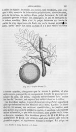 Jaquier découpé - Histoire naturelle des drogues simples, ou Cours d'histoire naturelle professé à l [...]