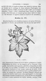 Houblon - Histoire naturelle des drogues simples, ou Cours d'histoire naturelle professé à l'École s [...]