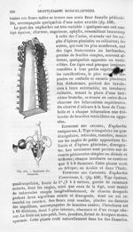 Euphorbe des Canaries - Histoire naturelle des drogues simples, ou Cours d'histoire naturelle profes [...]