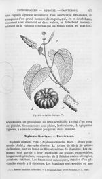 Sablier élastique - Histoire naturelle des drogues simples, ou Cours d'histoire naturelle professé à [...]