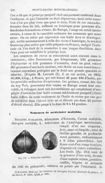 Médicinier multifide - Histoire naturelle des drogues simples, ou Cours d'histoire naturelle profess [...]