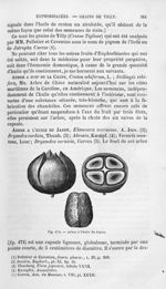 Arbre à l'huile du Japon - Histoire naturelle des drogues simples, ou Cours d'histoire naturelle pro [...]