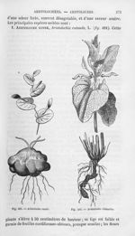 Aristoloche ronde / Aristoloche clématite - Histoire naturelle des drogues simples, ou Cours d'histo [...]