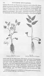 Premier serpentaire de Virginie / Deuxième serpentaire de Virginie - Histoire naturelle des drogues  [...]