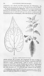 Fausse serpentaire de Virginie - Histoire naturelle des drogues simples, ou Cours d'histoire naturel [...]