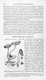 Asarum - Histoire naturelle des drogues simples, ou Cours d'histoire naturelle professé à l'École su [...]