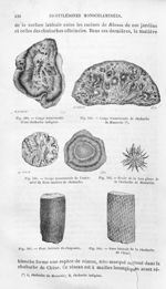 Coupe transversale d'une rhubarbe indigène / Coupe transversale de rhubarbe de Moscovie / Coupe tran [...]