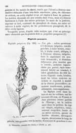 Digitale pourprée - Histoire naturelle des drogues simples, ou Cours d'histoire naturelle professé à [...]