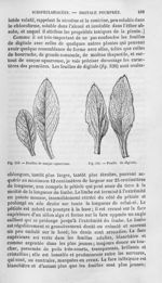 Feuilles de conyze squarreuse / Feuille de digitale - Histoire naturelle des drogues simples, ou Cou [...]
