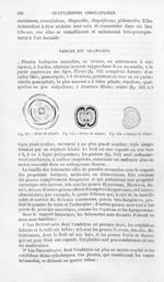 Fleur de solanée / Ovaire de solanée / Graine de solanée - Histoire naturelle des drogues simples, o [...]