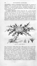 Carline officinale - Histoire naturelle des drogues simples, ou Cours d'histoire naturelle professé  [...]