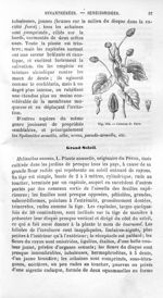 Cresson de Para - Histoire naturelle des drogues simples, ou Cours d'histoire naturelle professé à l [...]