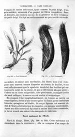 Nard Jatamansi - Histoire naturelle des drogues simples, ou Cours d'histoire naturelle professé à l' [...]