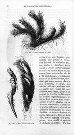 Nard radicant de l'Inde - Histoire naturelle des drogues simples, ou Cours d'histoire naturelle prof [...]