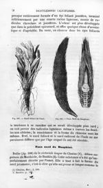 Nard foliacé de l'Inde / Faux Nard du Dauphiné - Histoire naturelle des drogues simples, ou Cours d' [...]