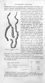 Ipécacuanha annelé gris - Histoire naturelle des drogues simples, ou Cours d'histoire naturelle prof [...]