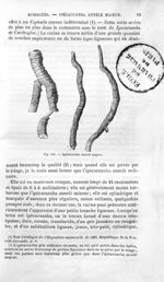 Ipécacuanha annelé majeur - Histoire naturelle des drogues simples, ou Cours d'histoire naturelle pr [...]