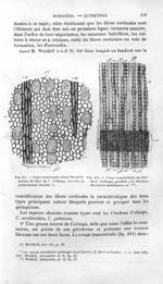 Coupe du liber de C. Calisaya - Histoire naturelle des drogues simples, ou Cours d'histoire naturell [...]
