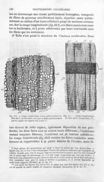 Coupe du liber de C.scrobiculata - Histoire naturelle des drogues simples, ou Cours d'histoire natur [...]
