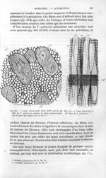 Coupe du liber de C. pubescens - Histoire naturelle des drogues simples, ou Cours d'histoire naturel [...]