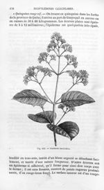 Cinchona succirubra - Histoire naturelle des drogues simples, ou Cours d'histoire naturelle professé [...]